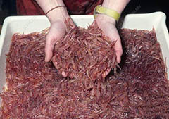 每年被我们吃掉几十万吨的南极磷虾还剩多少?
