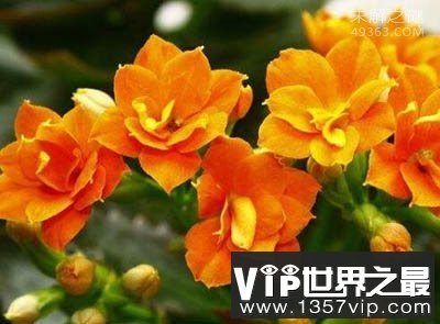 长寿花为什么致癌？致癌的传闻都是谣言（不可信）