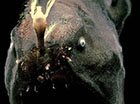 超恐怖的深海怪鱼 琵琶鱼身长可达到60厘米且外形好像地狱的恶魔
