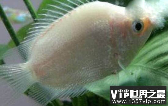 接吻鱼真的会接吻吗？