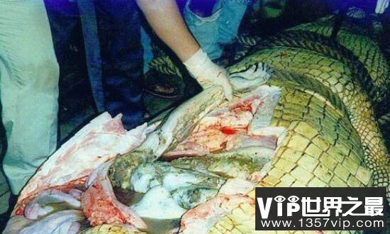 世界鳄鱼吃人事件盘点 鳄鱼肚中的竟有人类尸体残肢