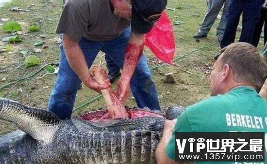 世界鳄鱼吃人事件盘点 鳄鱼肚中的竟有人类尸体残肢