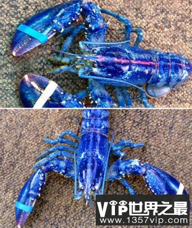 神秘海洋怪物:从透明虾到巨型大王乌贼