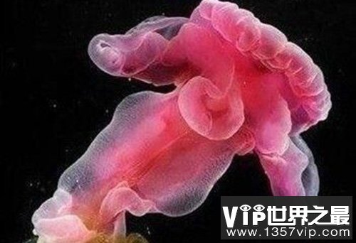 自然界中存的“超级怪物”八个极其怪异的动物