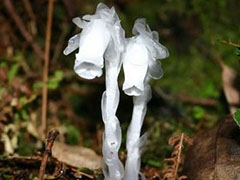 陕西惊现“冥界之花”水晶兰 传说可起死回生