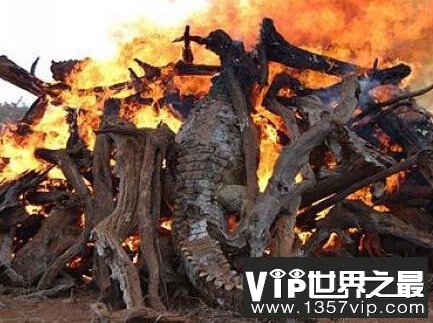 动物界让人震惊的12大集体死亡事件