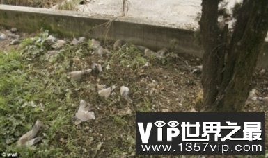 动物界让人震惊的12大集体死亡事件