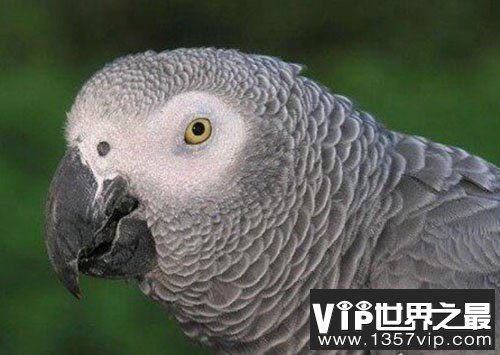 非洲灰鹦鹉平均寿命约50年,可以和人类聊天鸟