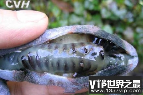 尸体一般色泽奇葩野生菌，被称为“死人手指”能吃吗?