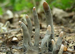 尸体一般色泽奇葩野生菌，被称为“死人手指”能吃吗?