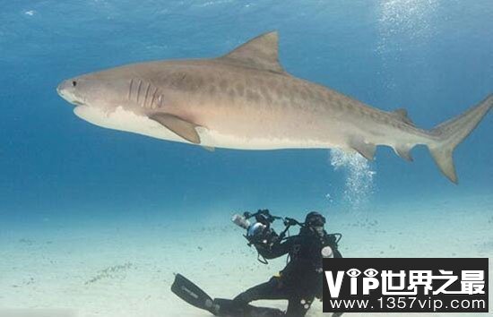 美渔民捕获世界最恐怖的鲨鱼--灰鲭鲨