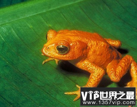 40年十一大灭绝珍稀动物 生物或面临再次大灭绝