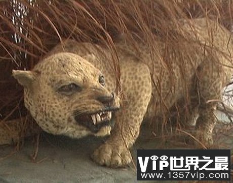 40年十一大灭绝珍稀动物 生物或面临再次大灭绝