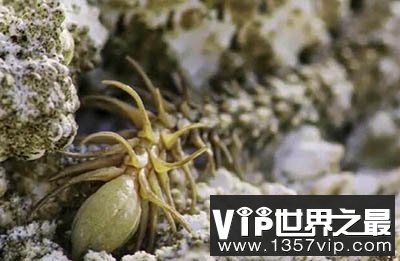 地球最佳伪装者：蛛尾拟角蝰尾巴伪装成“蜘蛛”