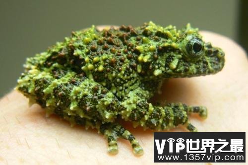 自然界中最会伪装的动物:越南苔藓蛙才是绝顶高手