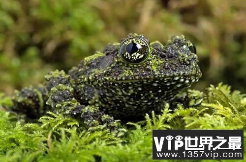 自然界中最会伪装的动物:越南苔藓蛙才是绝顶高手