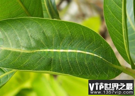 自然界中最会伪装的动物:越南苔藓蛙才是绝顶高手