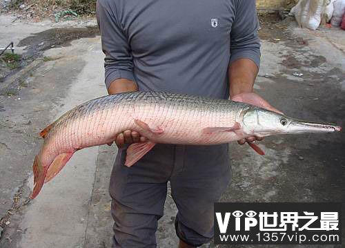广东现身“水中杀手”怪鱼：在地球上生存了1亿多年