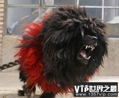 不惧怕任何暴力藏獒之王“鬼獒王”，全世界仅一只!