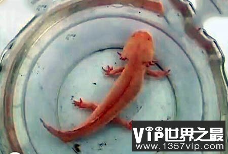 “怪鱼” 头上长角水陆两栖:系外来物种危害大