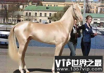 “汗血宝马”缘何珍贵为何在我国消失？