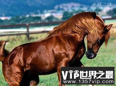 “汗血宝马”缘何珍贵为何在我国消失？