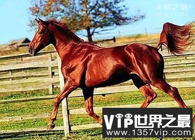 “汗血宝马”缘何珍贵为何在我国消失？