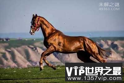 “汗血宝马”缘何珍贵为何在我国消失？