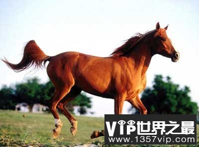 “汗血宝马”缘何珍贵为何在我国消失？