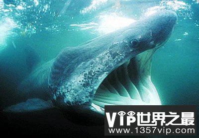 加勒比海姥鲨重现海洋,人类成为姥鲨的天敌