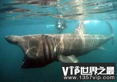 加勒比海姥鲨重现海洋,人类成为姥鲨的天敌