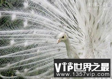 各种各样罕见白化动物似外星生物
