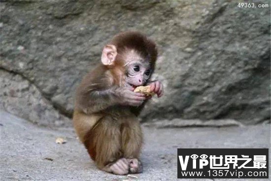 盘点十大携带病毒动物，蝙蝠病毒量最多且没有营养