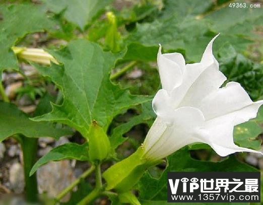 十大不吉利花排行榜,不要被美丽的外表蒙骗!