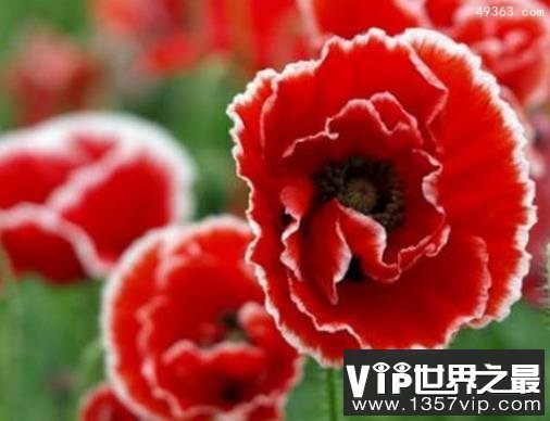 十大不吉利花排行榜,不要被美丽的外表蒙骗!
