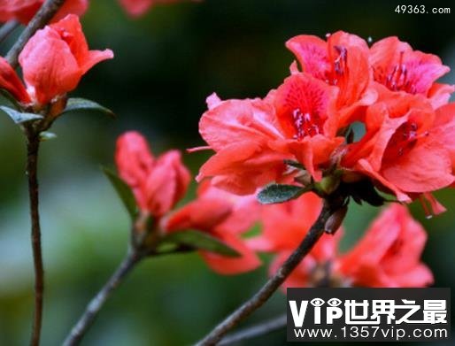 十大不吉利花排行榜,不要被美丽的外表蒙骗!