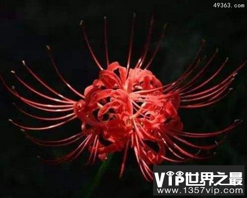 十大不吉利花排行榜,不要被美丽的外表蒙骗!