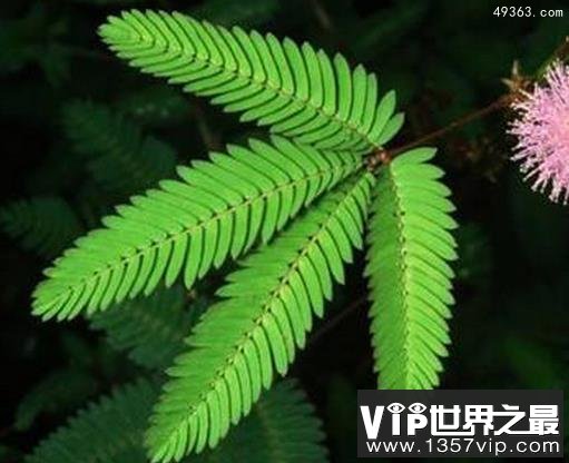 十大不吉利花排行榜,不要被美丽的外表蒙骗!