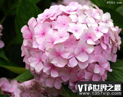 十大不吉利花排行榜,不要被美丽的外表蒙骗!