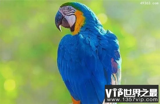 世界十大寿命最长鸟类,火烈鸟活了83岁