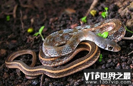 环箍蛇自食其尾,为什么自己吃自己？