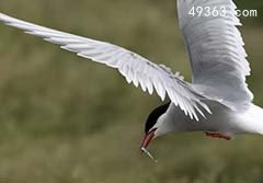 十大动物迁徙奇迹 北极燕鸥飞行数万公里