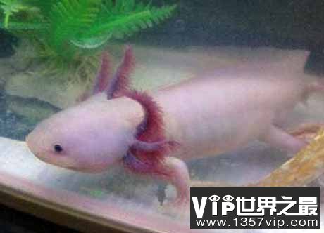 六角龙鱼色彩鲜艳,国际市场最受欢迎的宠物
