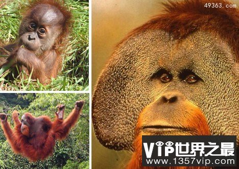 10年前12种最珍稀的珍稀动物如今怎么样了！