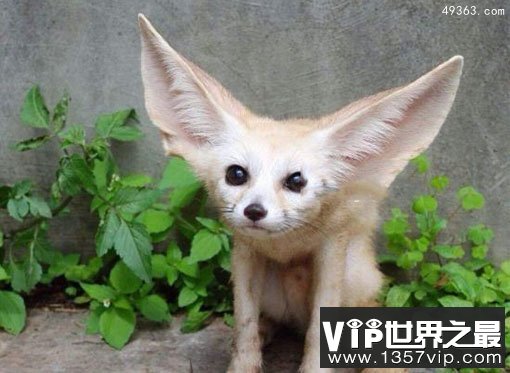 耳廓狐在中国可以养吗?超级大耳朵非常可爱
