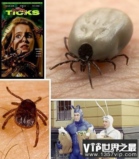 十大吸血鬼动物:七鳃鳗牙如尖刀嘴如吸盘