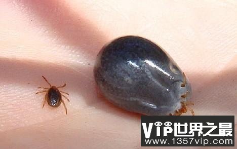 十大吸血鬼动物:七鳃鳗牙如尖刀嘴如吸盘