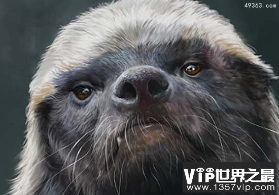 为什么蜜獾被叫做平头哥?平头哥十大战役