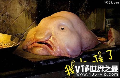 世界上最丑动物“水滴鱼”长着一张幽怨的脸