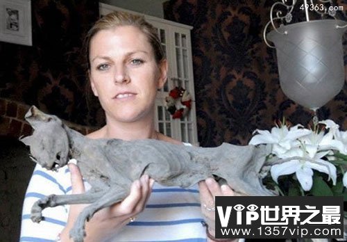 英夫妇发现百年木乃伊猫 被称辟邪利器